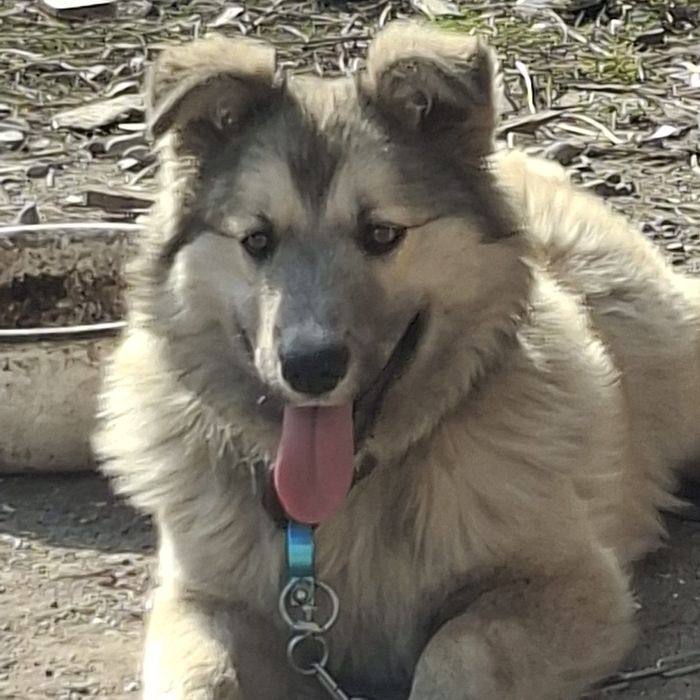 Собака без пароды