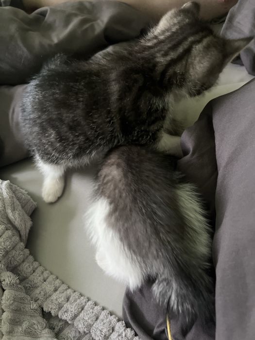 Котята 2 месяца,британцы!