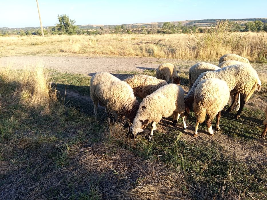 Млади Овце за дамъзлък