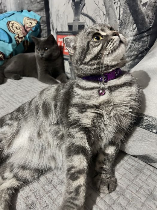 Продам породистых котят