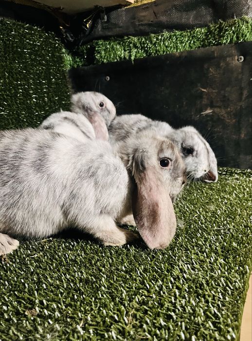 Tineret rhon disponibil