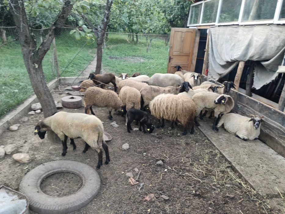 Oi carabase cu miele si berbeac