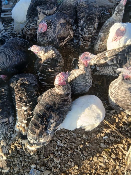 Pasari Curcani si Curci