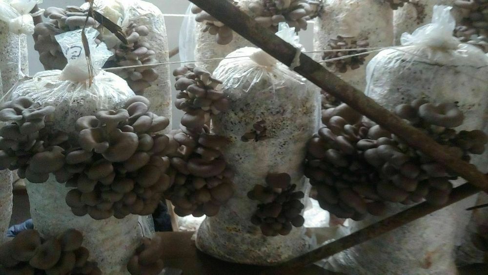 Qo'ziqorin urug'i ,Семена мицелий Грибов вешинки  КА 17 штп