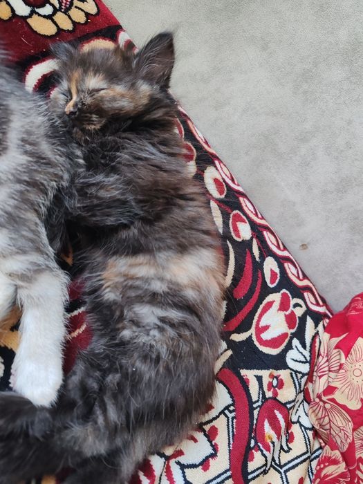 Породистая Красотка девочка