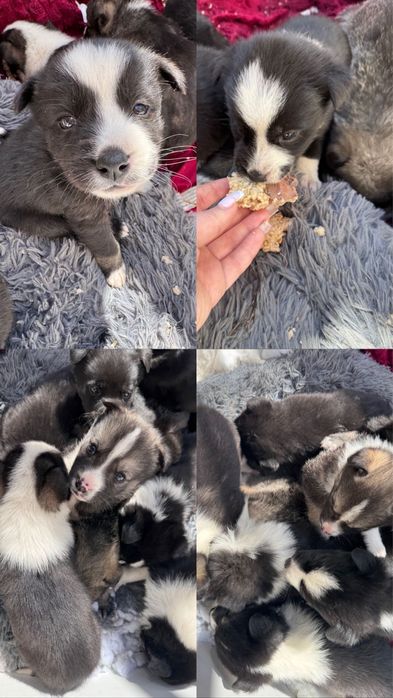 Отдадим щенят бесплатно