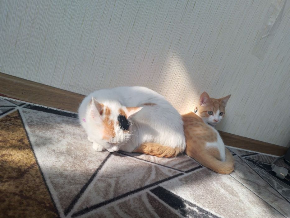 Turkiy Van zotli mushuklar sotiladi