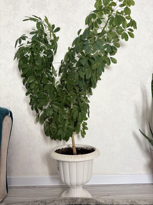 Продам очень красивую Шефлеру