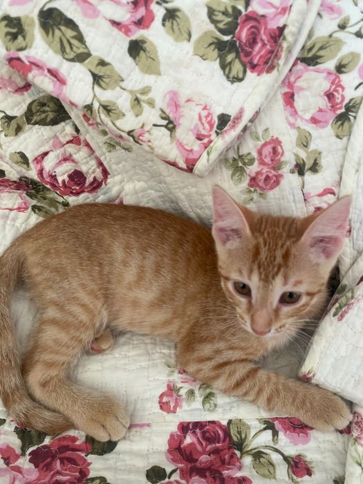 Котята девочки1111