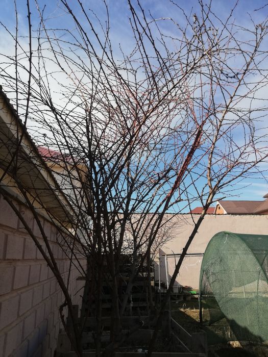 Деревья Барбарис