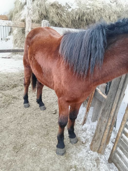 Трактор МТЗ 80 продам