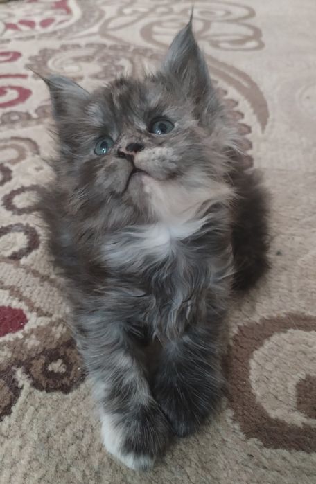 Котята Мейн-куны с документами