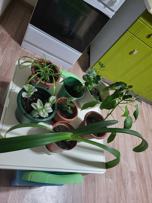 Комнатные растения