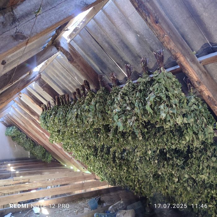 Берёзовые веники