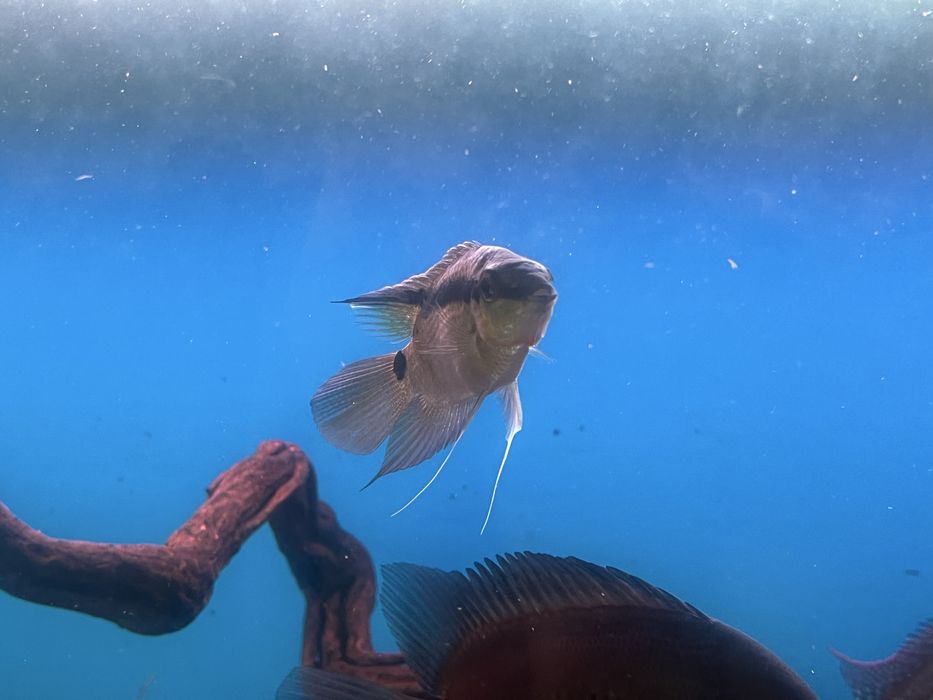 Продам мезонаута фестивус