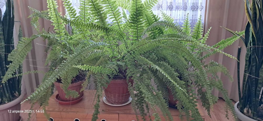 продам комнатные цветы