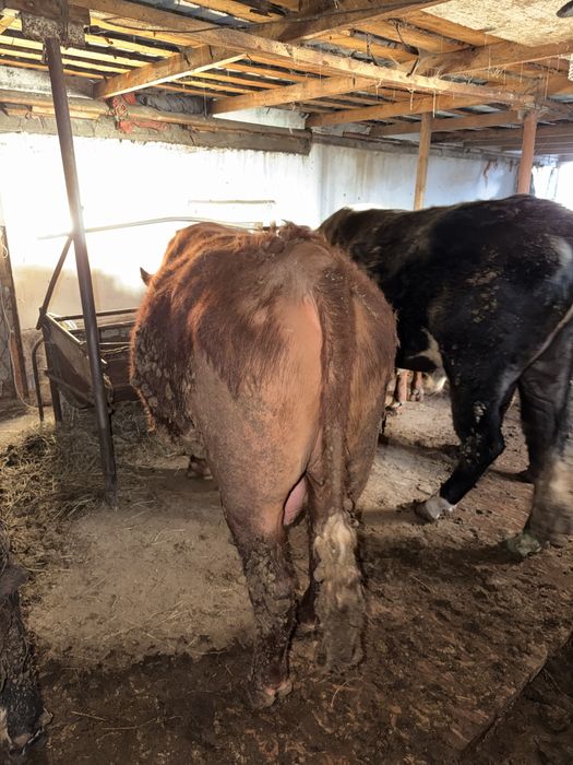 Продаются бычки с откорма