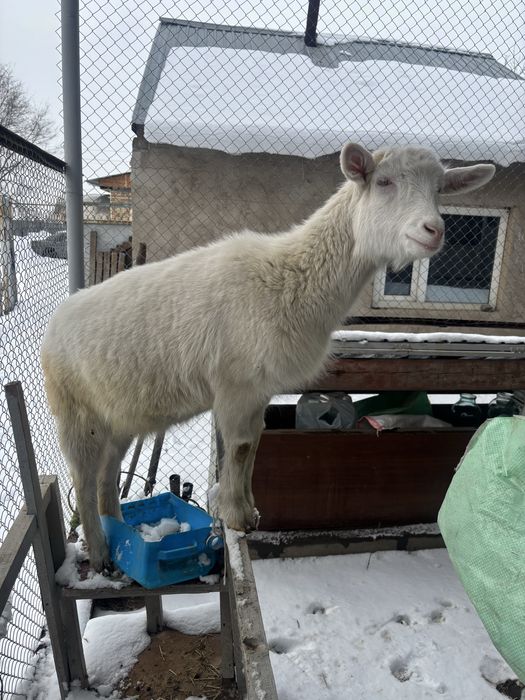 Козы молочные обмен интересно