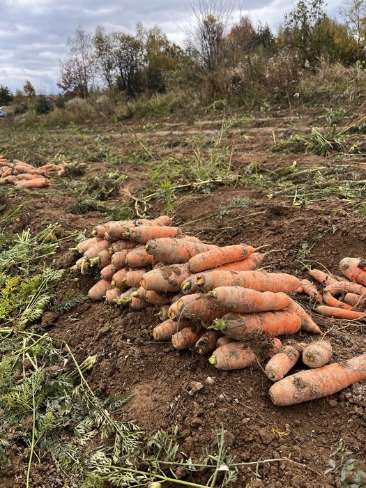 Vand morcovi de consum , pentru suc sau pentru animale