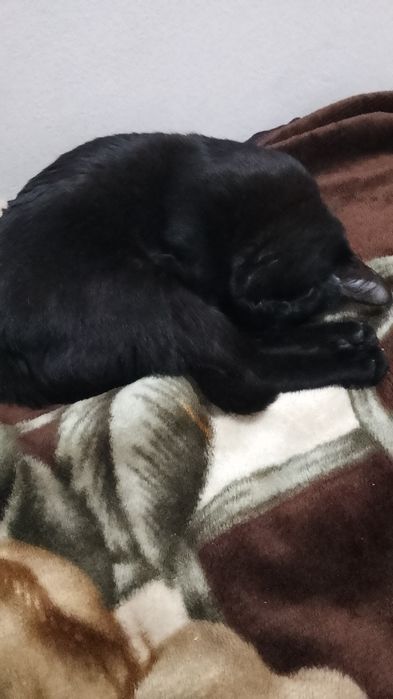 Отдам даром кошку