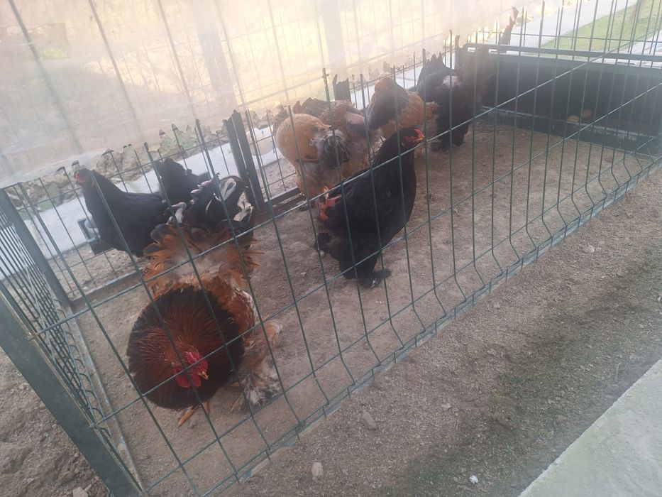 Продаются куры брама