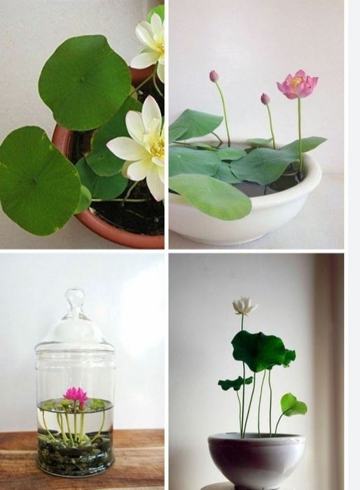 Семена Лотоса или водяной Лилии