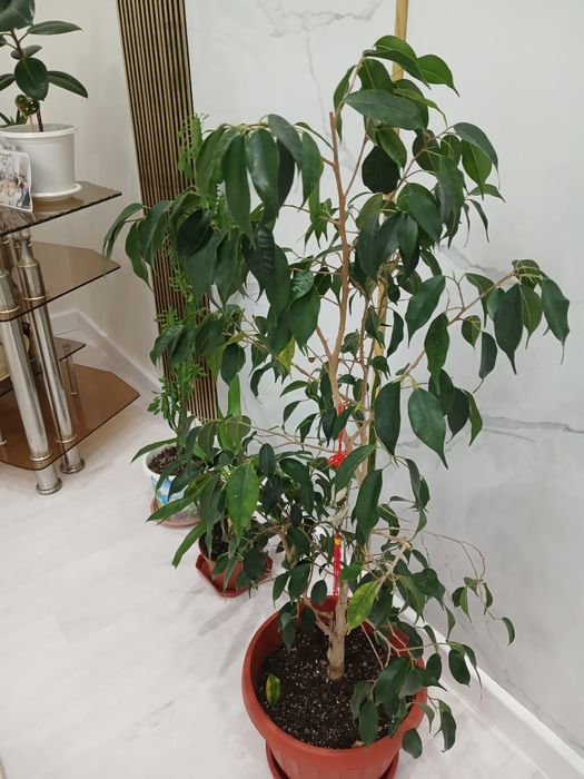 Фикус бенджамин.