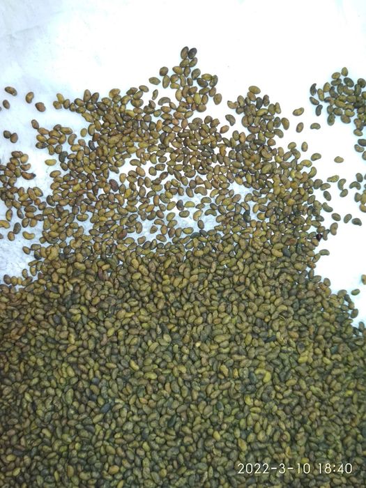 Трусикидегі және интимдік фотосуреттері жоқ әйелдер