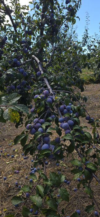 Prune Anaspath de vânzare