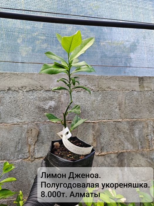 Лайм, лимон, апельсин - плодовые экзоты