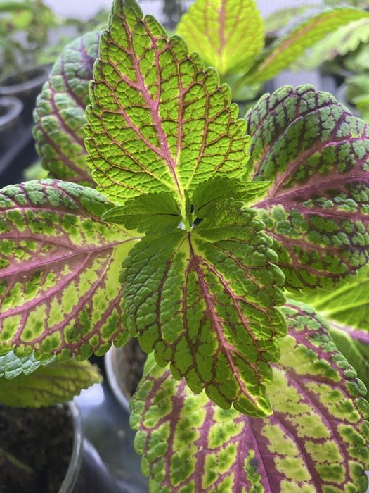 Колеус, растение для дома и сада