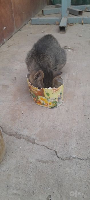 Мушукча ургатилган, котоник