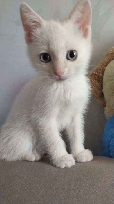 Котёнок маленький белый