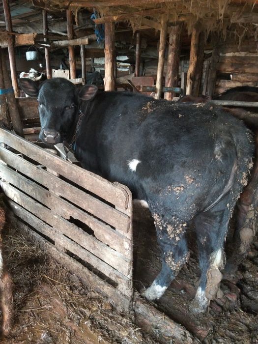 Продам  5 быков и одну телочку