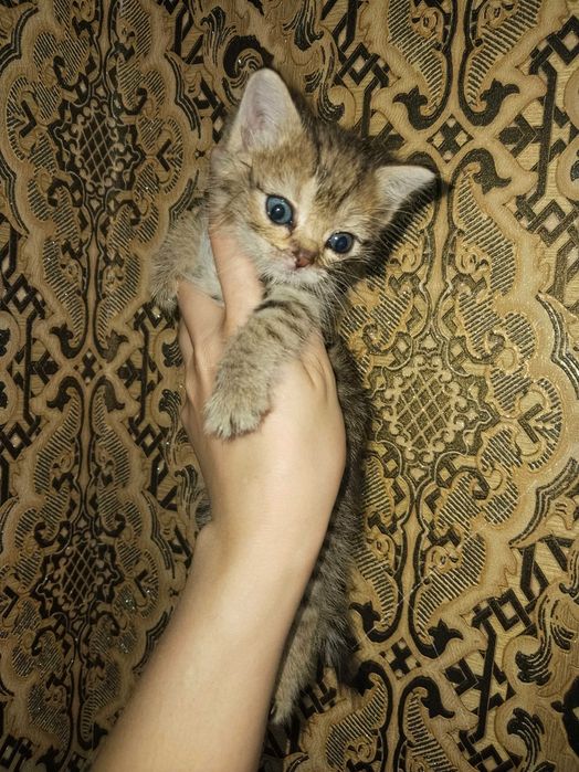Отдам котят в добрые руки