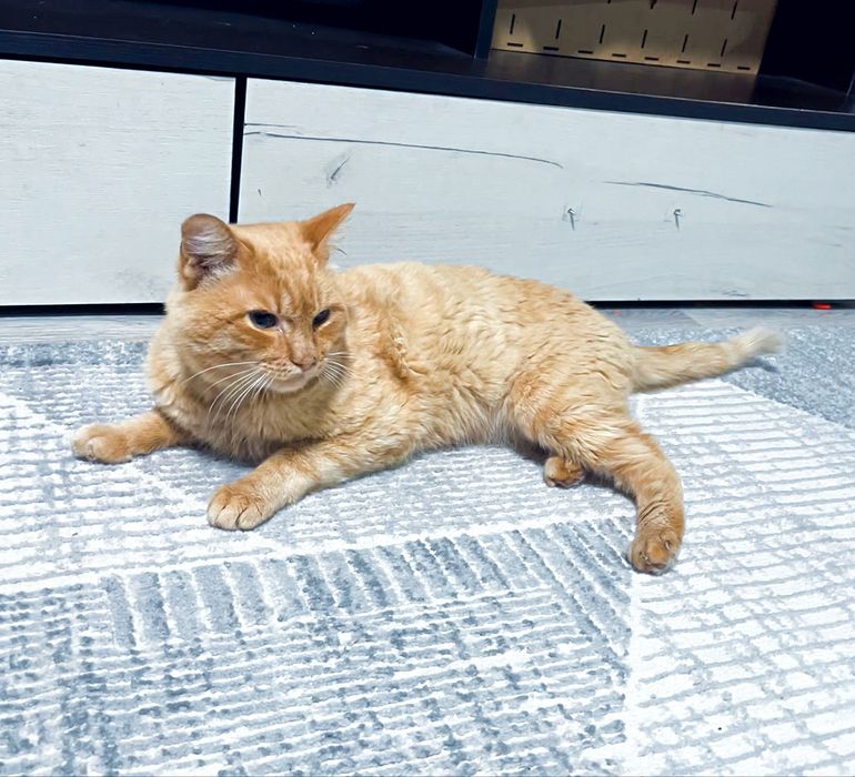 Отдам рыжего котика в добрые руки!