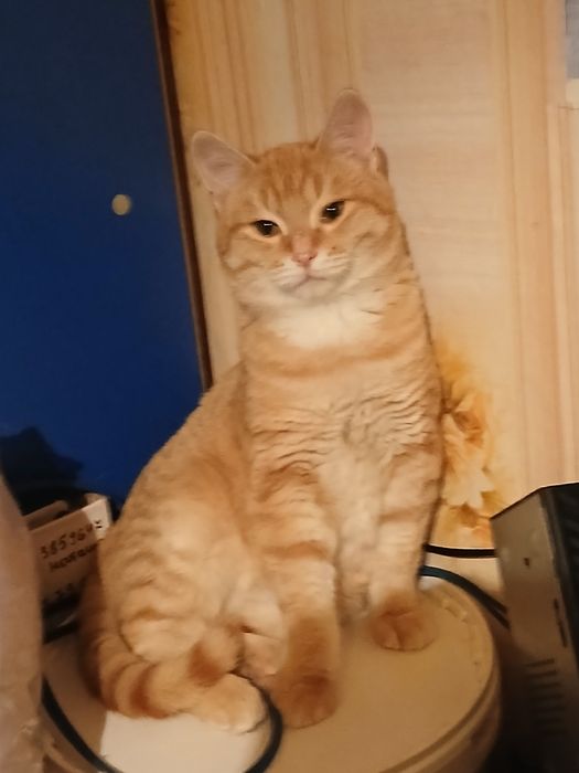 Ищем семью.Сёма 7 месяцев