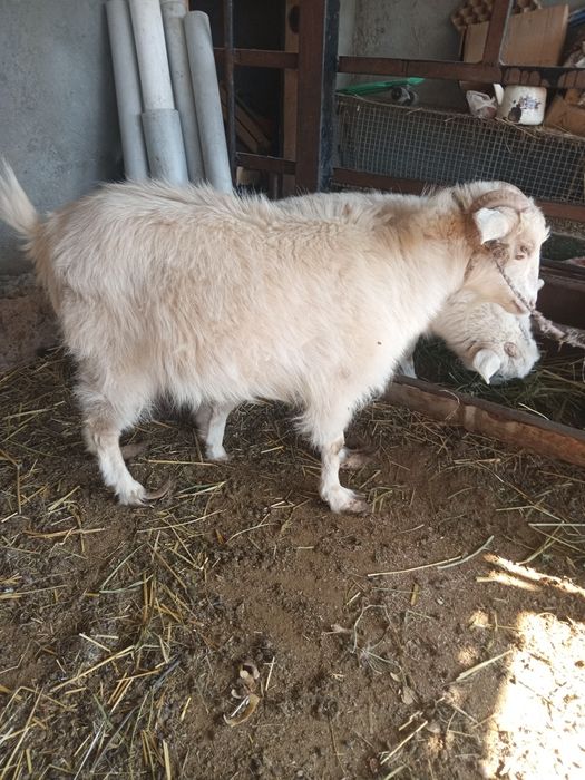 Ешкілер сатылады.