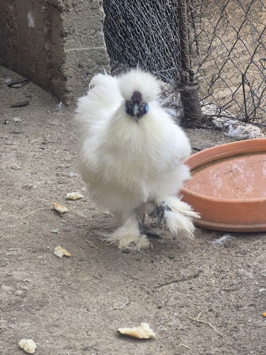 Cocoși Mătase Japoneză.