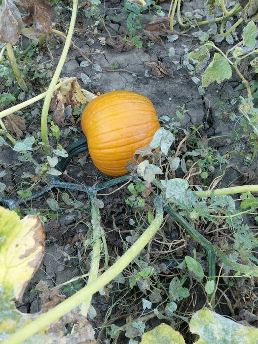 Dovleci Halloween
