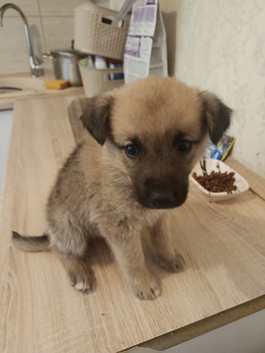 Отдам даром. Прекрасный щенок.