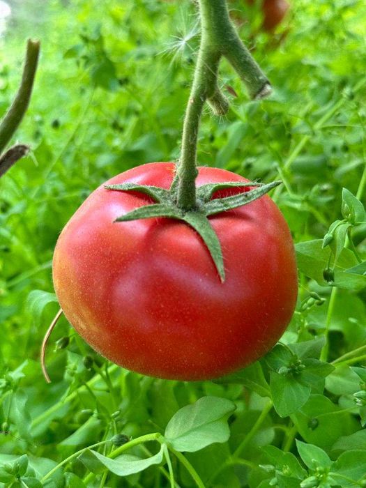 Продам теплицу с хорошим доходом цена 580м млн