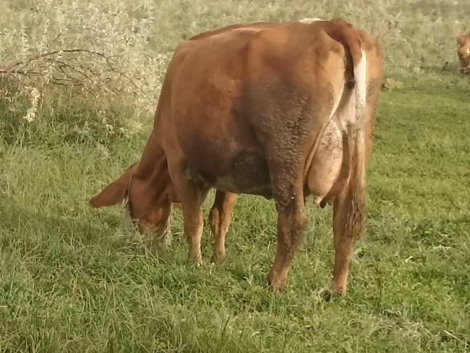 Сименталь сиырлары сатылады