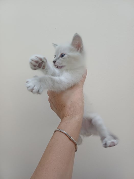 Продаются котята