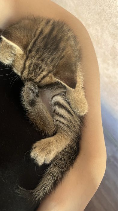 мысық,кошки береміз