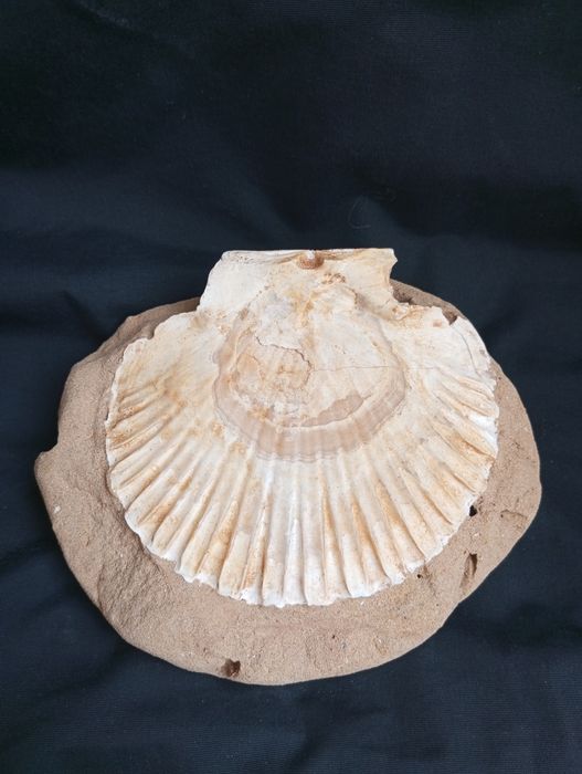 Фосил,мида, Pecten