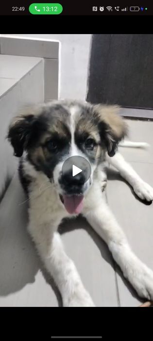 Adopție metis Ciobanesc cățelușa 2 luni Urgent