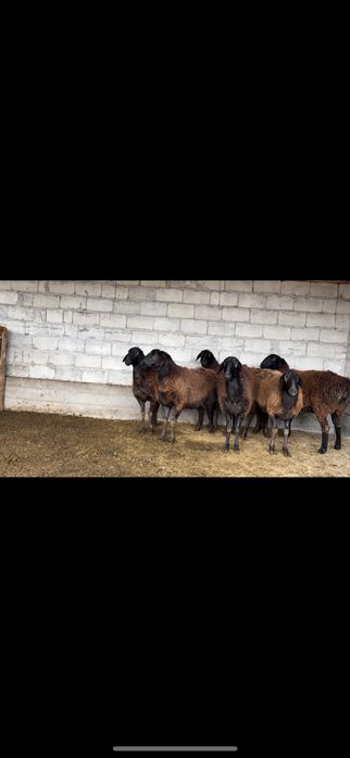 6 бас Гиссар тусактар сатылады