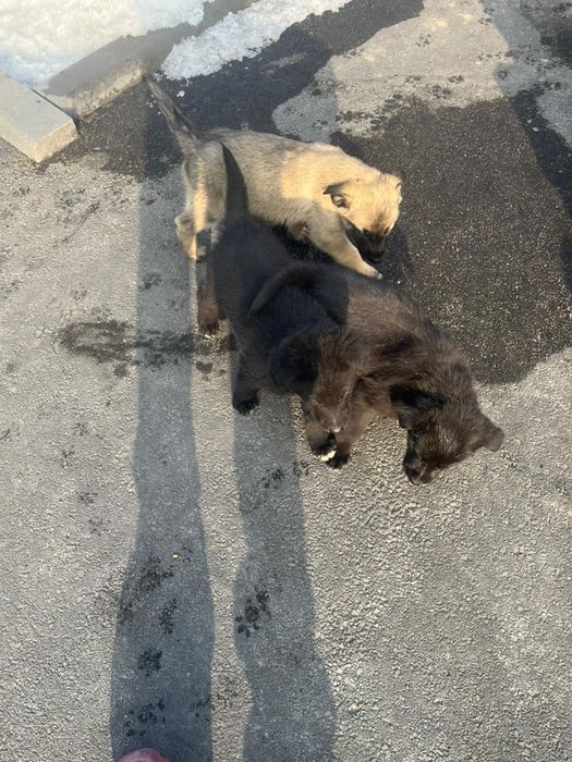 Щенки на выбор общий 8 щенков