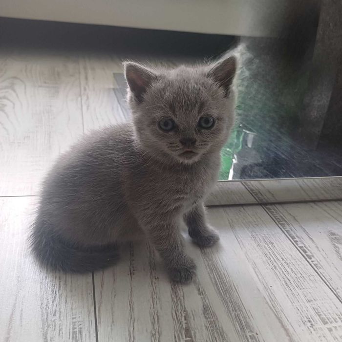 Котенца Британчета